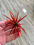 Urchins (Flails)