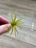 Urchins (Flails)