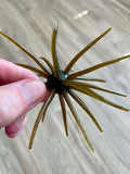 Urchins (Flails)
