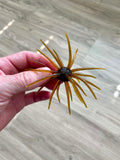Urchins (Flails)