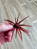 Urchins (Flails)