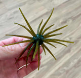 Urchins (Flails)