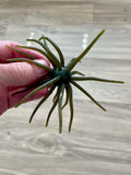 Urchins (Flails)