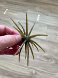 Urchins (Flails)