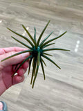 Urchins (Flails)