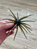 Urchins (Flails)