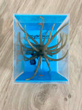 Urchins (Flails)
