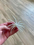 Urchins (Flails)