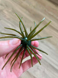 Urchins (Flails)