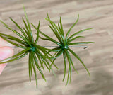 Urchins (Flails)