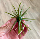 Urchins (Flails)